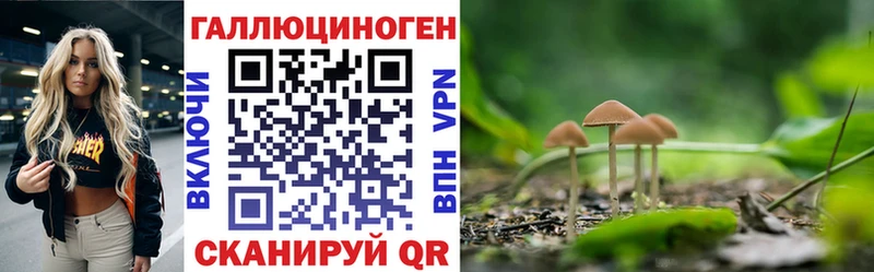 Псилоцибиновые грибы Psilocybe  это клад  Балтийск 